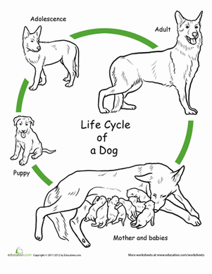 mammal life cycle